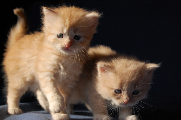 Qesharo und Qian.jpg